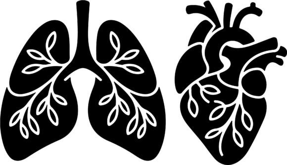 Heart and Lungs SVG Clipart Medical