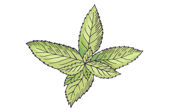 Mint Botanical Illustration. Green Leave